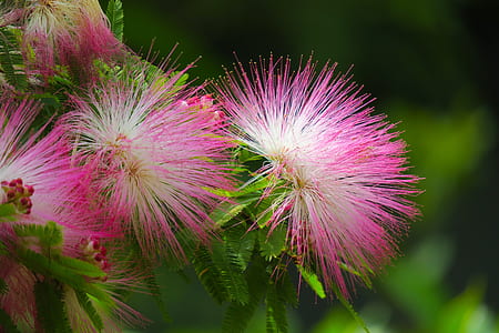 closeup photography of white-and-pink silk petaled flowers thumbnail