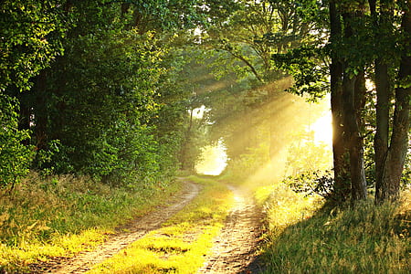 green trees and pathway during day time thumbnail