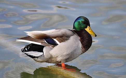 male mallard duck on body of water thumbnail