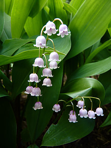 white flowers thumbnail