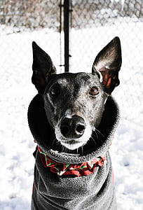 black dog wearing black cloth thumbnail
