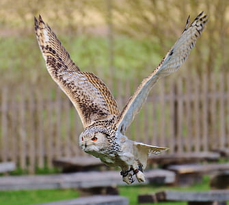 wildlife photography of flying owl thumbnail