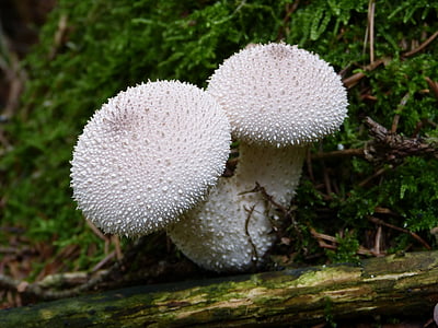 white spiked mushrooms thumbnail