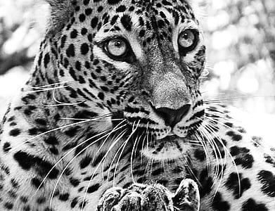 grayscale photo of leopard thumbnail