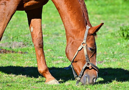 brown horse eating grass at daytime thumbnail
