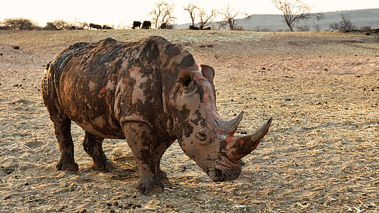 brown rhinoceros on brown ground thumbnail