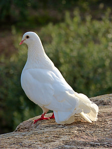 white dove on brown stone thumbnail