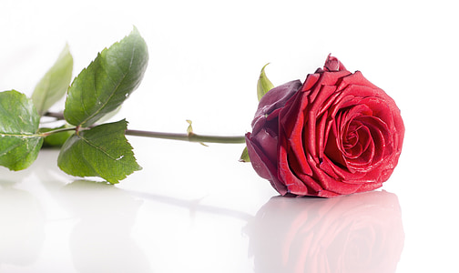 red rose photography thumbnail