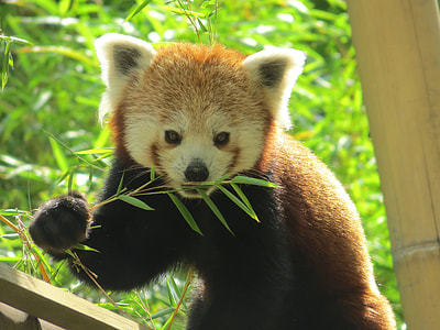 red panda eating grass during daytime thumbnail