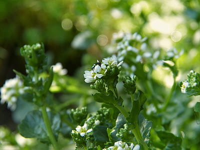selective focus photo of green beetle on white petaled flower thumbnail