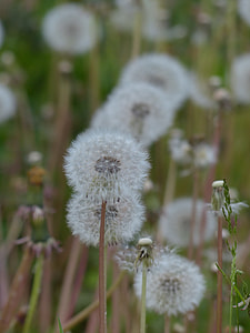 Dandelion, Common Dandelion thumbnail