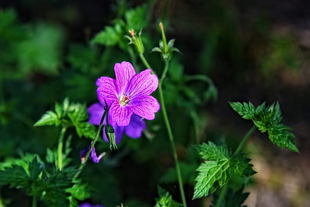 selective focus photo of purple geranium in bloom thumbnail