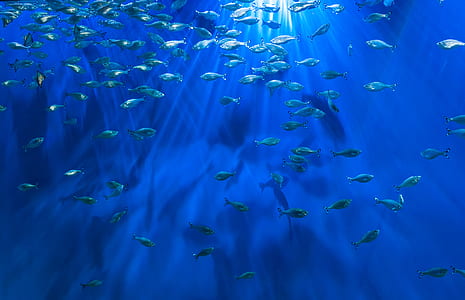 school of fish thumbnail