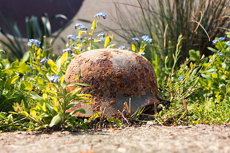 rusty brown M1 helmet beside purple cluster flower thumbnail