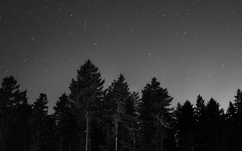 landscape photography of pine trees during night time thumbnail