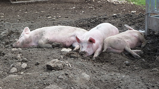 three pink pigs lying on soil thumbnail