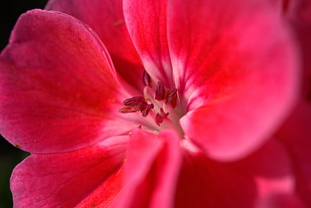 pink petaled flower plant thumbnail