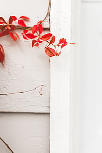 red plant near white wooden wall thumbnail