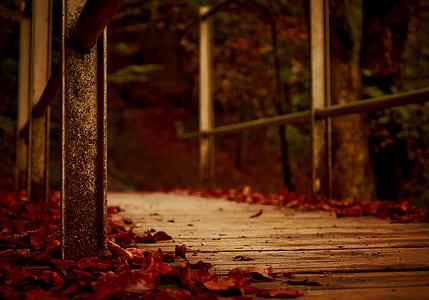 red tree leaves on brown wooden bridge thumbnail