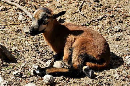 brown calf laying on ground thumbnail