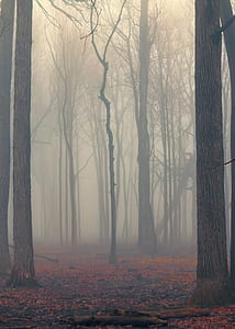 bare trees covered with fog thumbnail