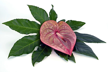 pink petal anthurium thumbnail