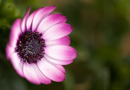 nature, petals, blur, flower thumbnail