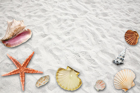 assorted sea shell on the white sand thumbnail