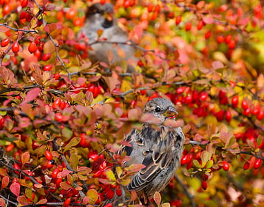 selective focus photography of gray bird thumbnail