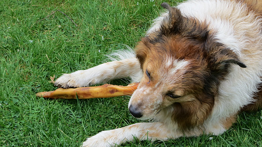 long-coated white and brown dog biting cooked bone on grass field thumbnail