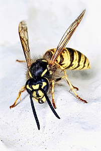 yellow and black yellowjacket thumbnail