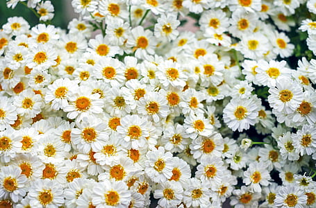 photo of white daisies thumbnail