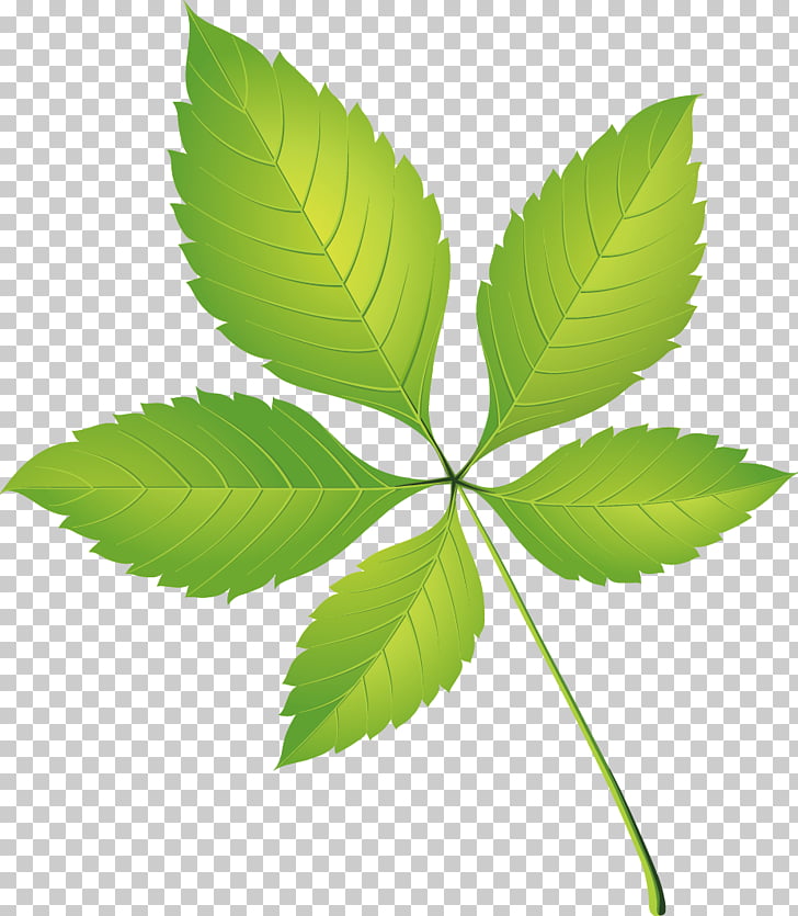 Leaf Beautiful Five Leaves Grass Png Clipart Free Cliparts