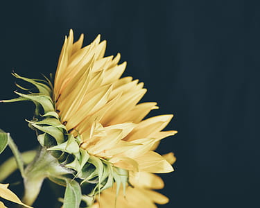 selective focus of sunflower thumbnail