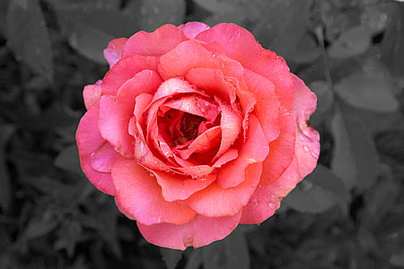 pink rose thumbnail