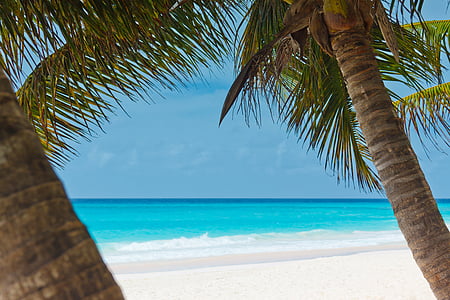 coconut tree near beach thumbnail