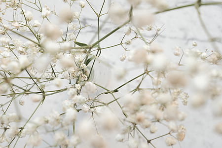 selective focus photography of white cherry blossom thumbnail