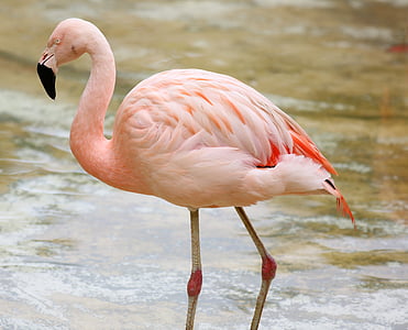 flamingo on bodies of water thumbnail