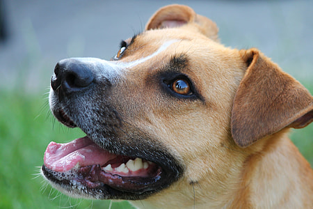 close-up photography of tan dog thumbnail