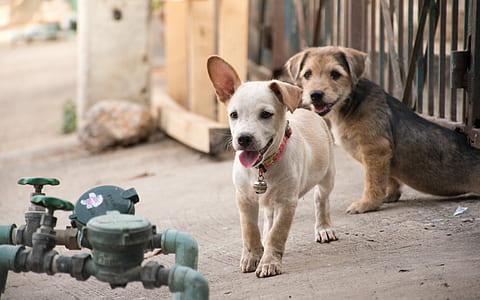 two short-coated assorted-color puppies near green water meter thumbnail