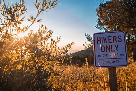 Hikers Only Road Sign Beside Grasses Near Tree thumbnail