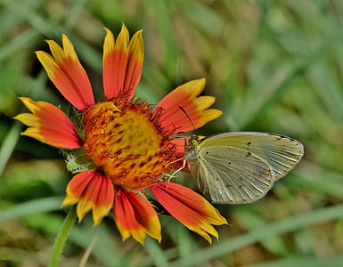 butterfly perch on orange and yellow flower thumbnail