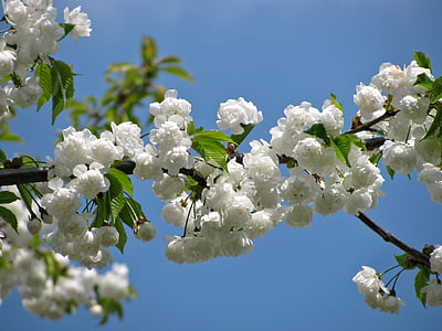 shallow focus photography of white flower during daytime thumbnail
