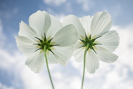 low angle view of two white petal flowers thumbnail