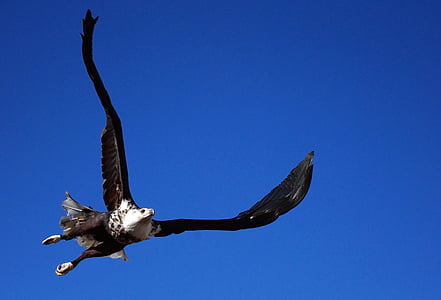 low angle photo of black and white flying eagle thumbnail