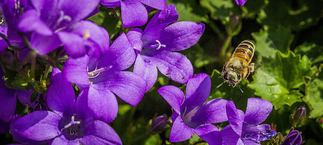 closeup photography of honey bee perching on purple petaled flowers thumbnail