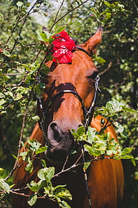 brown horse with red textile on head thumbnail