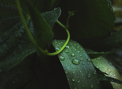 green leafed with rain drop thumbnail