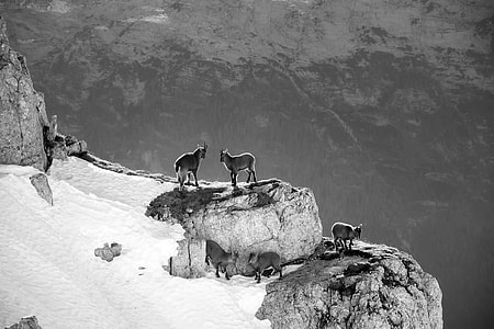 grayscale photo of three wolves on mountain thumbnail