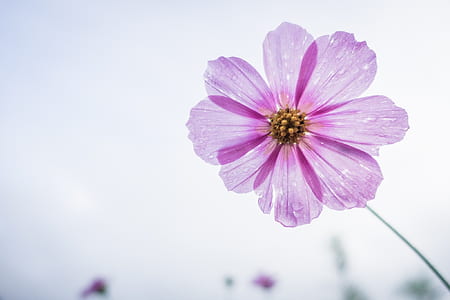 closeup photography of pink petaled flower thumbnail